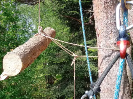 Evacuation de branches depuis la cime d'un arbre